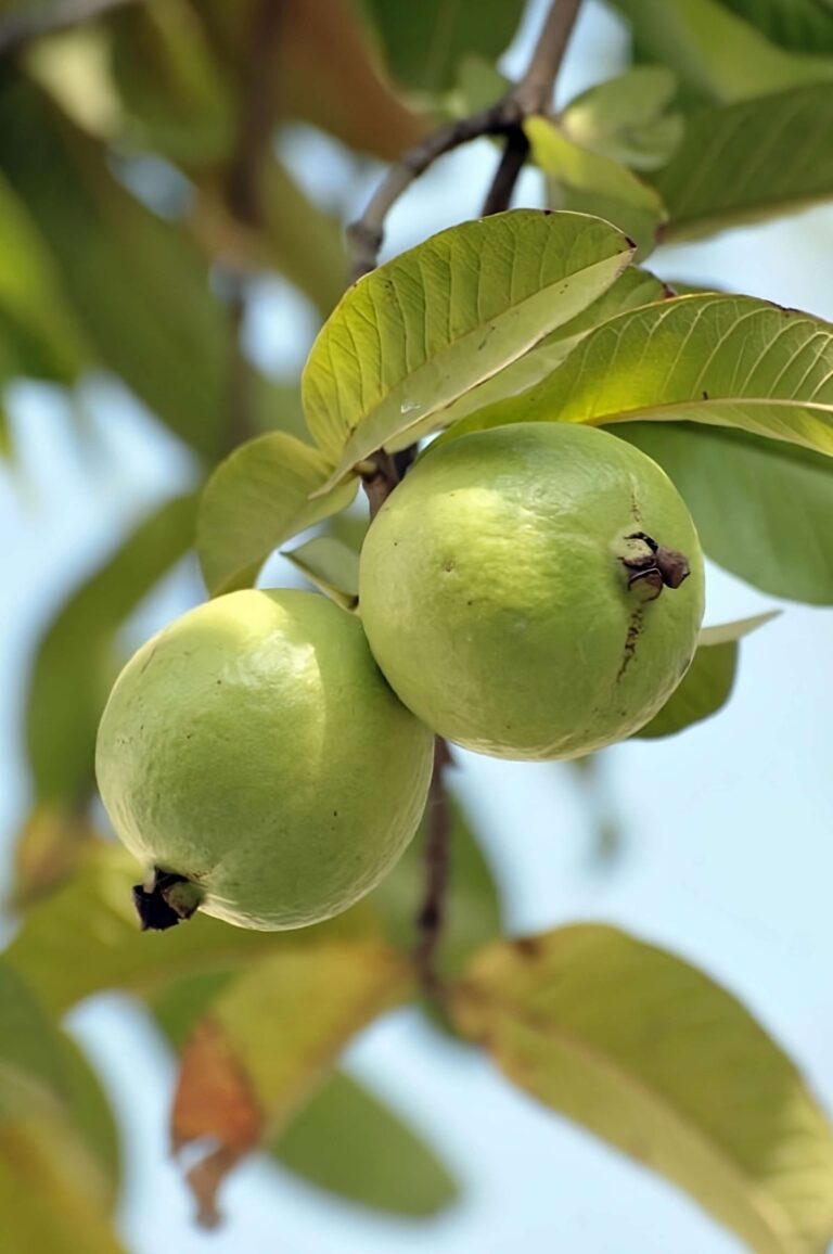 Ciruelo Japon S C Mo Plantar Y Cuidar Esta Frutal Ex Tica